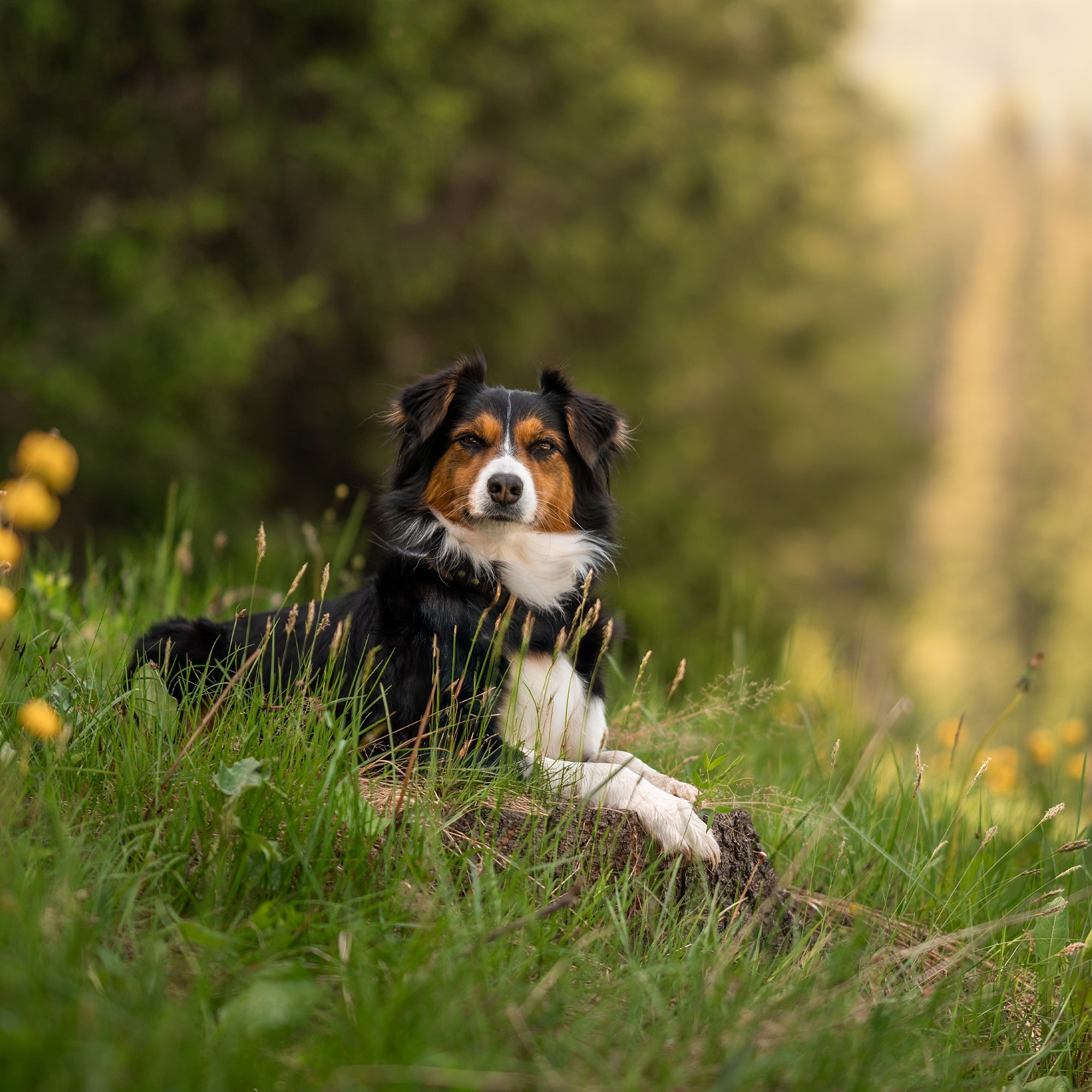 SUPERIOR LIVING, 2.5KG