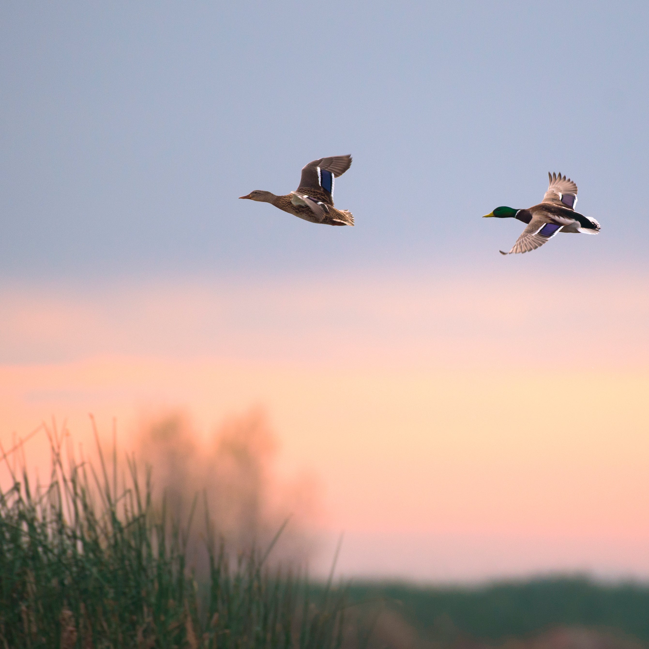 SUPERIOR LIVING, 2.5KG