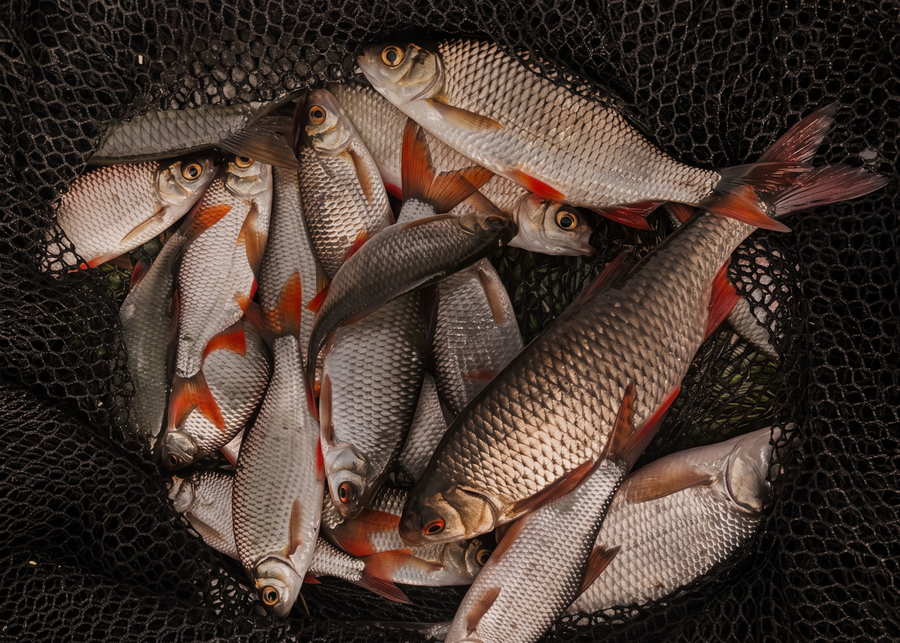 Säsongens fisk