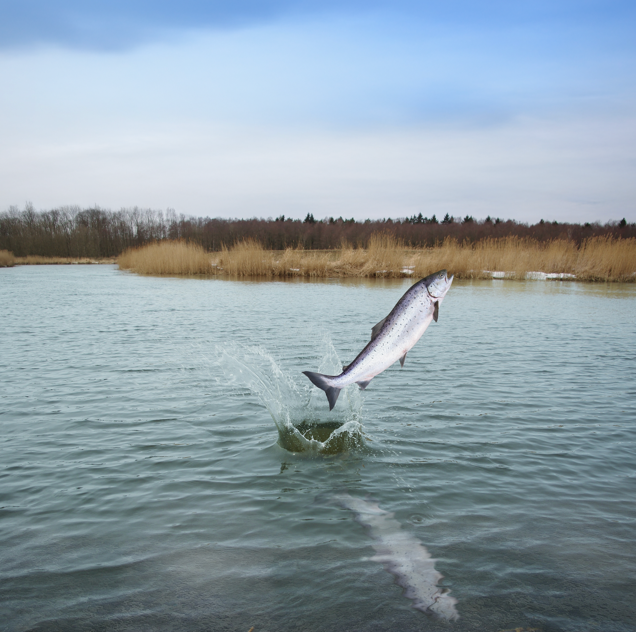 OUR FINEST NAUTICAL LIVING, 2.5KG