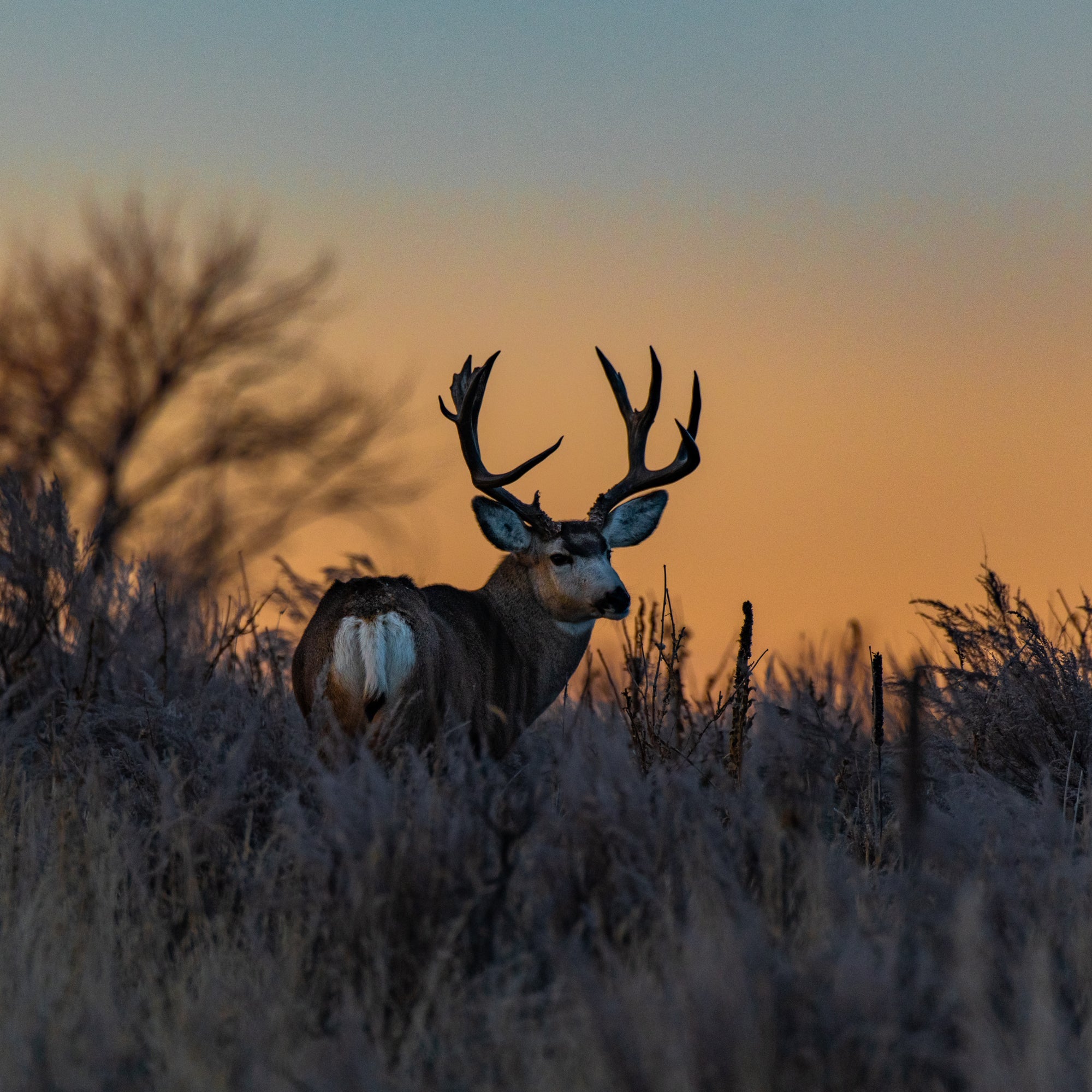 OUR FINEST ESTATE LIVING, 2.5KG